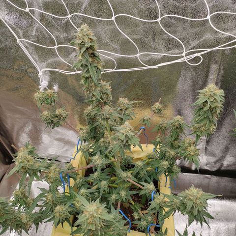 Royal Runtz Automatic growlog timeline photo