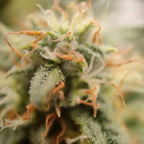 Royal Runtz Automatic growlog timeline photo