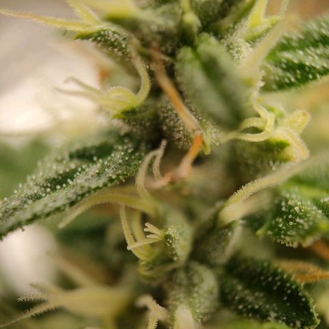 Purple Queen Automatic growlog timeline photo