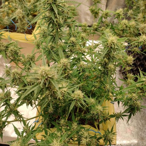 Purple Queen Automatic growlog timeline photo