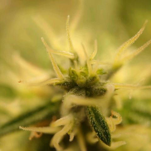 Purple Queen Automatic growlog timeline photo