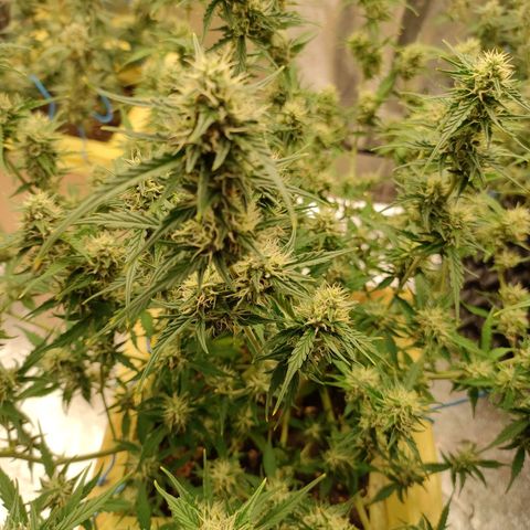 Purple Queen Automatic growlog timeline photo