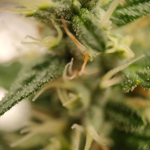 Purple Queen Automatic growlog timeline photo