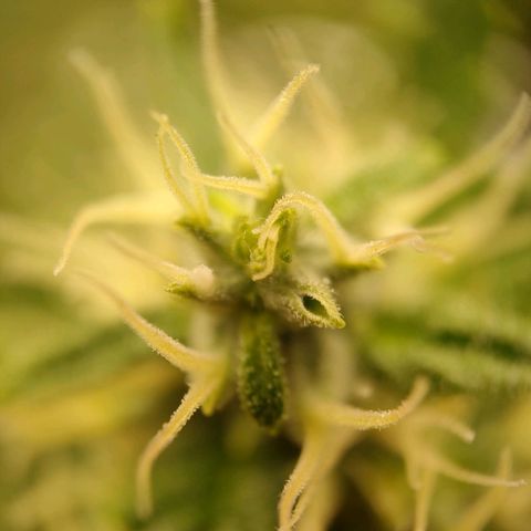 Purple Queen Automatic growlog timeline photo