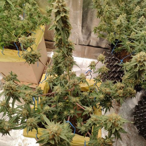 Royal Runtz Automatic growlog timeline photo