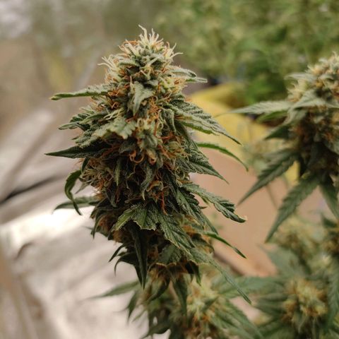 Royal Runtz Automatic growlog timeline photo