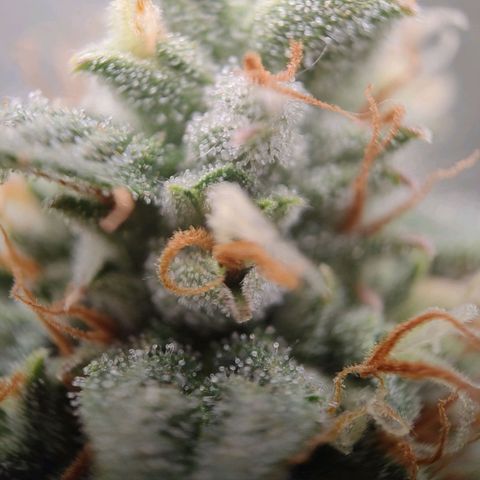 Royal Runtz Automatic growlog timeline photo