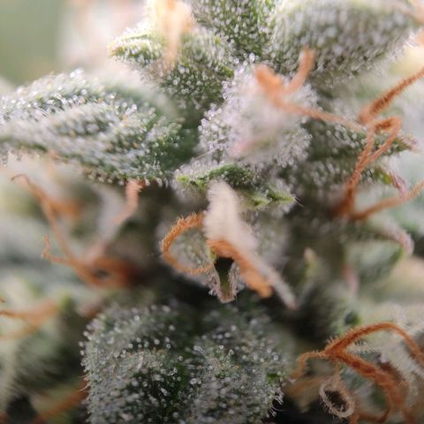 Royal Runtz Automatic growlog timeline photo
