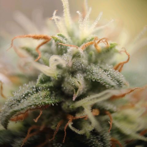 Royal Runtz Automatic growlog timeline photo