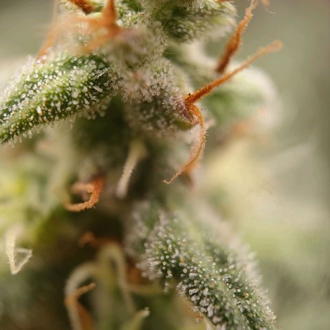 Wedding Cake Automatic growlog timeline photo