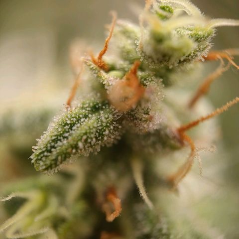 Wedding Cake Automatic growlog timeline photo