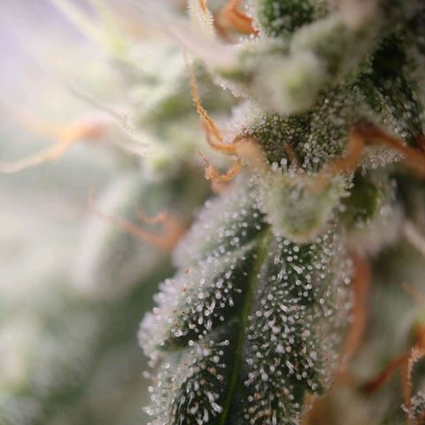Wedding Cake Automatic growlog timeline photo