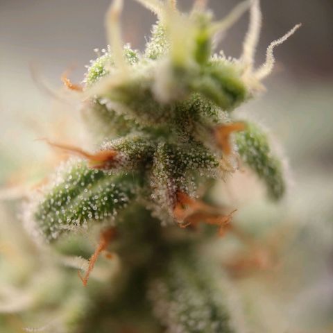 Wedding Cake Automatic growlog timeline photo