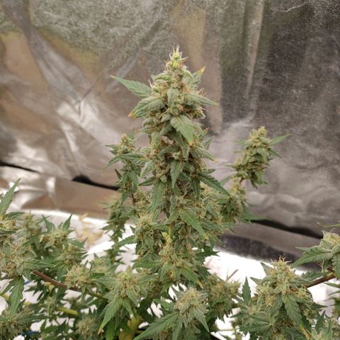 Wedding Cake Automatic growlog timeline photo
