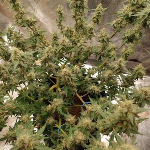 Wedding Cake Automatic growlog timeline photo