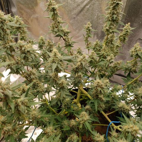 Wedding Cake Automatic growlog timeline photo