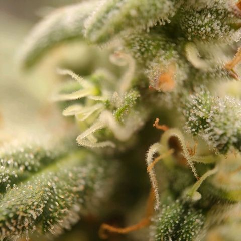 Wedding Cake Automatic growlog timeline photo