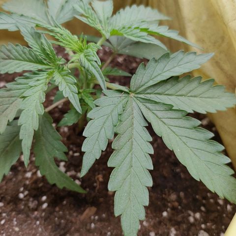 Wedding Cake #2 growlog timeline photo