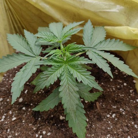 Wedding Cake #2 growlog timeline photo