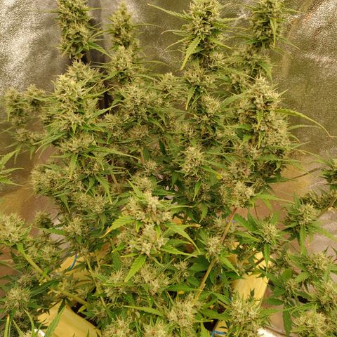 Purple Queen Automatic growlog timeline photo