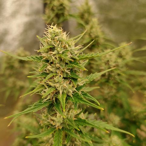 Purple Queen Automatic growlog timeline photo