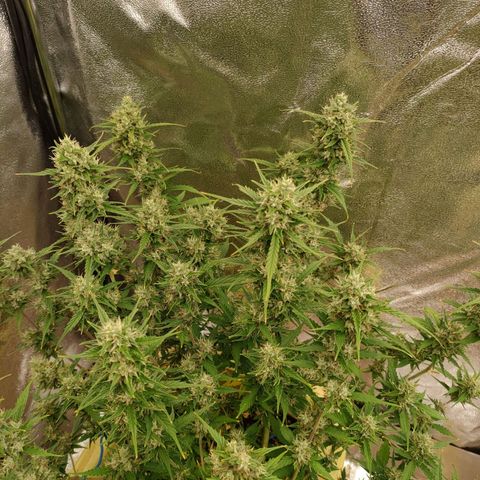 Purple Queen Automatic growlog timeline photo
