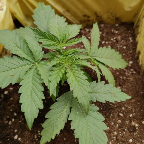 Wedding Cake #1 growlog timeline photo