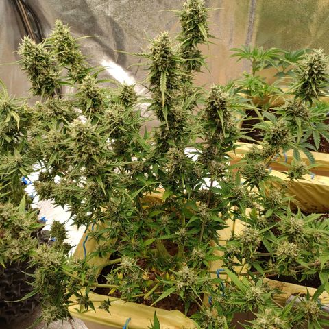 Purple Queen Automatic growlog timeline photo