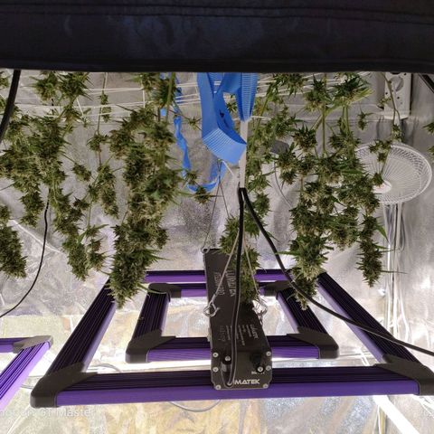 Purple Queen Automatic growlog timeline photo