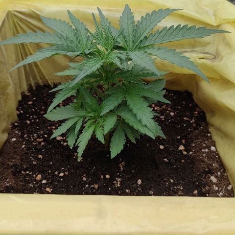 Wedding Cake #2 growlog timeline photo