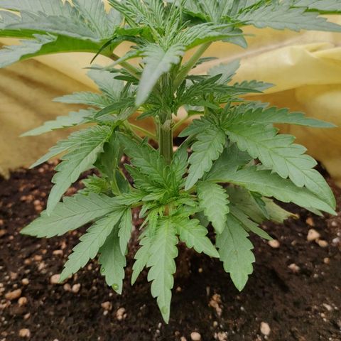 Wedding Cake #2 growlog timeline photo