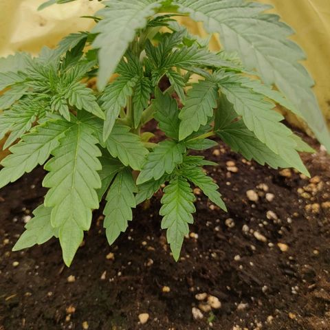 Wedding Cake #1 growlog timeline photo