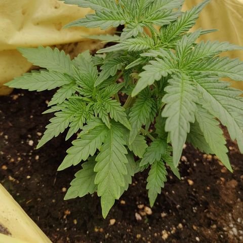Wedding Cake #1 growlog timeline photo