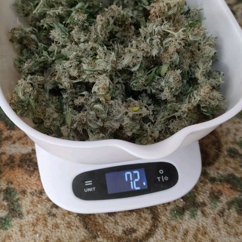 Wedding Cake Automatic growlog timeline photo