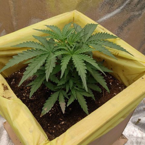 Wedding Cake #2 growlog timeline photo