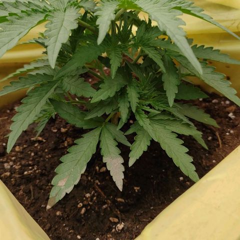 Wedding Cake #2 growlog timeline photo