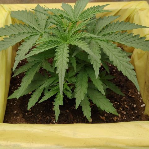 Wedding Cake #2 growlog timeline photo