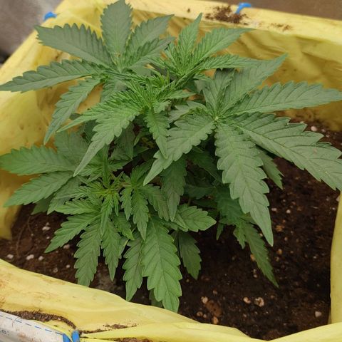 Wedding Cake #1 growlog timeline photo