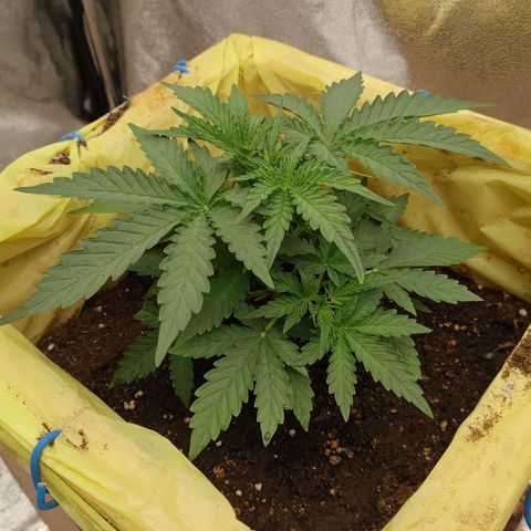 Wedding Cake #1 growlog timeline photo