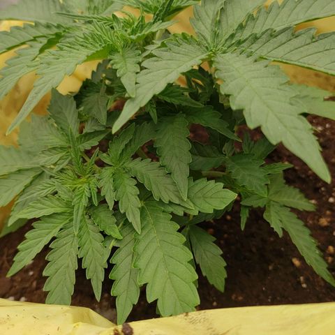 Wedding Cake #1 growlog timeline photo
