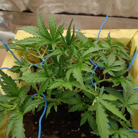 Wedding Cake #1 growlog timeline photo