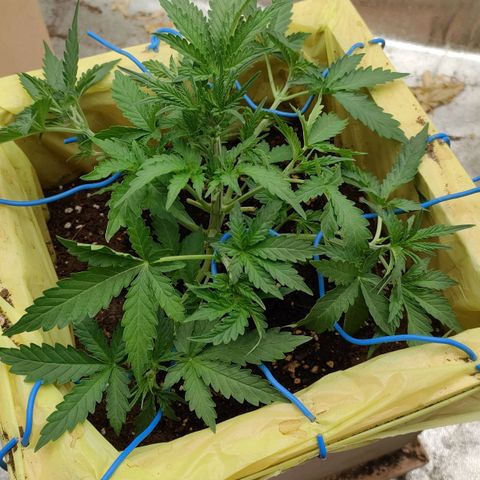 Wedding Cake #1 growlog timeline photo