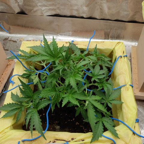 Wedding Cake #1 growlog timeline photo
