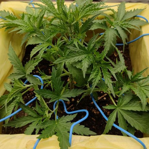 Wedding Cake #2 growlog timeline photo