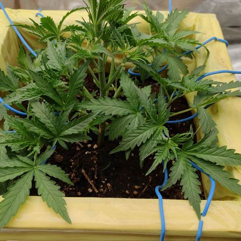 Wedding Cake #2 growlog timeline photo