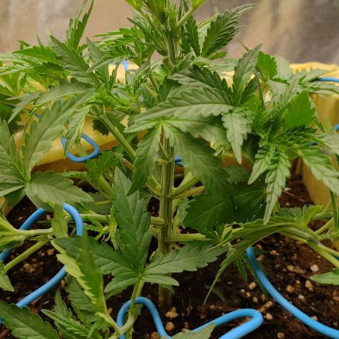 Wedding Cake #2 growlog timeline photo