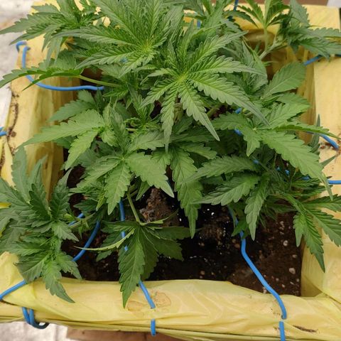 Wedding Cake #1 growlog timeline photo