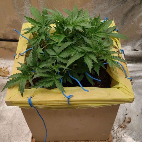 Wedding Cake #1 growlog timeline photo
