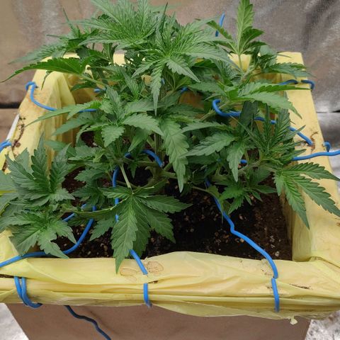 Wedding Cake #1 growlog timeline photo