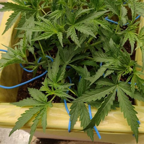 Wedding Cake #2 growlog timeline photo